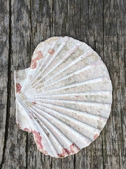 Pecten novaezelandiae