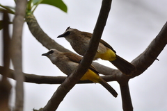 Pycnonotus goiavier analis