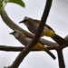 Yellow-vented Bulbul (Javan) - Photo (c) David Renoult, some rights reserved (CC BY-NC), uploaded by David Renoult