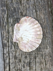 Pecten novaezelandiae