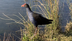 Porphyrio melanotus melanotus