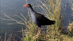 Porphyrio melanotus melanotus