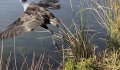 Porphyrio melanotus melanotus