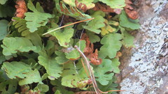 Polypodium saximontanum