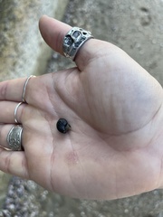 Neogastropoda