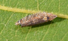 Scaphytopius acutus