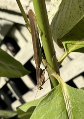 Tenodera sinensis