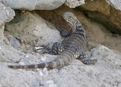 Ctenosaura macrolopha