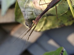 Tenodera sinensis