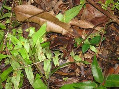 Limnonectes paramacrodon