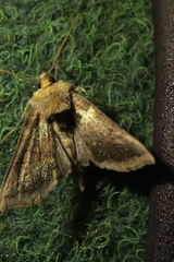 Diachrysia chrysitis