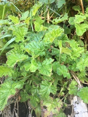 Francoa appendiculata