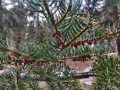 Abies concolor