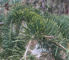 Abies concolor