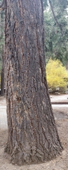 Abies concolor