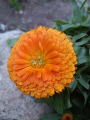 Calendula