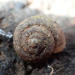 Discus whitneyi