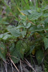Physalis chenopodifolia