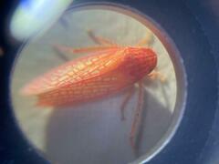 Gyponana gladia
