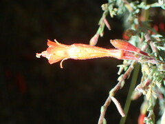 Epilobium canum