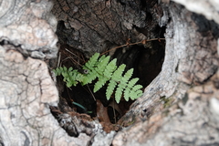 Thelypteris palustris pubescens