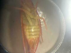 Gyponana gladia