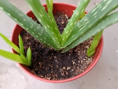 Aloe