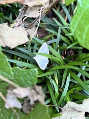 Diaphania costata