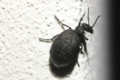 Meloe rugosus