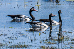 Anseranas semipalmata