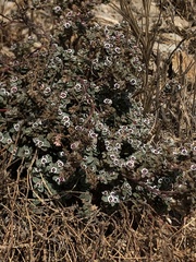 Euphorbia melanadenia