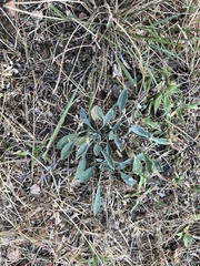 Eriogonum tenellum
