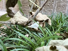 Diaphania costata