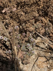Euphorbia melanadenia
