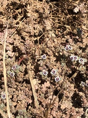 Euphorbia melanadenia