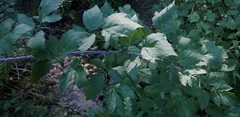 Rubus leucodermis
