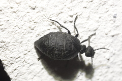 Meloe rugosus