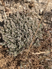 Euphorbia melanadenia