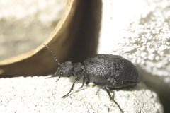 Meloe rugosus