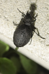 Meloe rugosus
