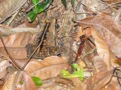 Rhinella ornata