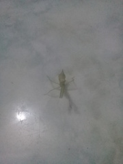 Parastagmatoptera unipunctata