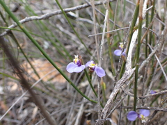 Comesperma volubile