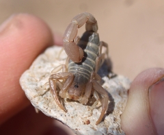 Paravaejovis confusus