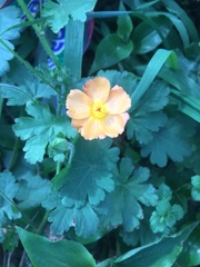 Modiolastrum malvifolium