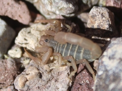 Paravaejovis confusus
