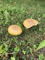 Amanita flavoconia