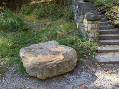Lepidodendron