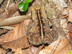 Rhinella ornata