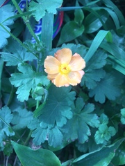 Modiolastrum malvifolium